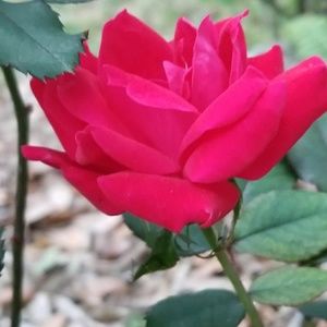 Meet your Posher, Ilana